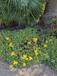 image from the Ruth Bancroft Garden in Walnut Creek - spring 2025