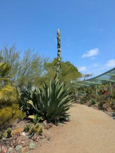 image from the Ruth Bancroft Garden in Walnut Creek - spring 2025