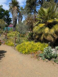 image from the Ruth Bancroft Garden in Walnut Creek - spring 2025