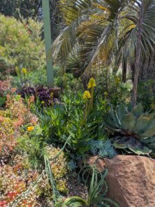 image from the Ruth Bancroft Garden in Walnut Creek - spring 2025