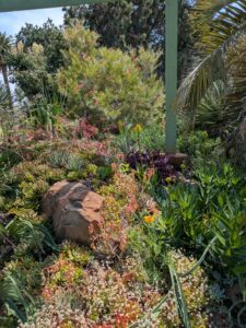image from the Ruth Bancroft Garden in Walnut Creek - spring 2025