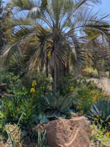 image from the Ruth Bancroft Garden in Walnut Creek - spring 2025
