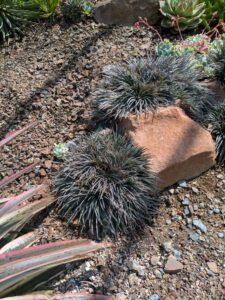 image from the Ruth Bancroft Garden in Walnut Creek - spring 2025