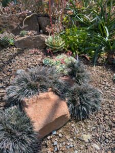 image from the Ruth Bancroft Garden in Walnut Creek - spring 2025