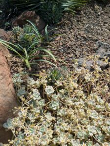 image from the Ruth Bancroft Garden in Walnut Creek - spring 2025