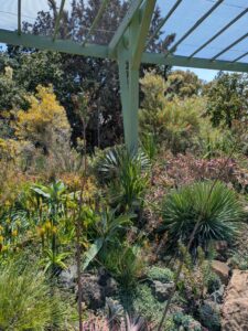 image from the Ruth Bancroft Garden in Walnut Creek - spring 2025