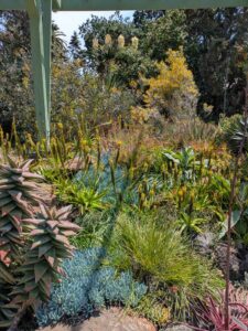image from the Ruth Bancroft Garden in Walnut Creek - spring 2025