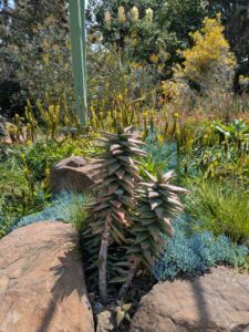 image from the Ruth Bancroft Garden in Walnut Creek - spring 2025