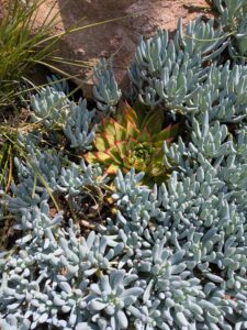 image from the Ruth Bancroft Garden in Walnut Creek - spring 2025