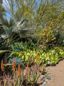 image from the Ruth Bancroft Garden in Walnut Creek - spring 2025
