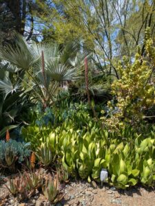 image from the Ruth Bancroft Garden in Walnut Creek - spring 2025