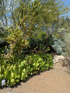 image from the Ruth Bancroft Garden in Walnut Creek - spring 2025