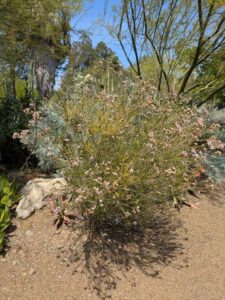 image from the Ruth Bancroft Garden in Walnut Creek - spring 2025