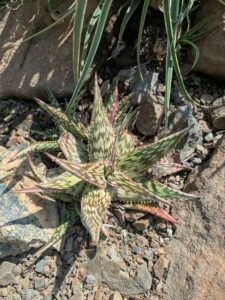 image from the Ruth Bancroft Garden in Walnut Creek - spring 2025