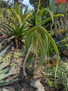 image from the Ruth Bancroft Garden in Walnut Creek - spring 2025