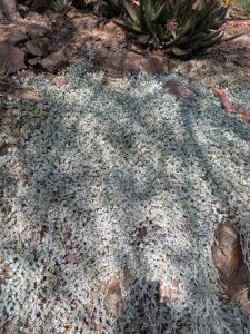 image from the Ruth Bancroft Garden in Walnut Creek - spring 2025