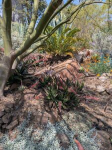 image from the Ruth Bancroft Garden in Walnut Creek - spring 2025