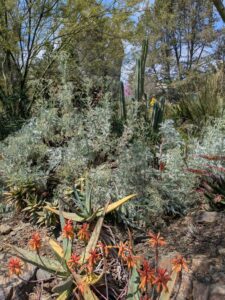 image from the Ruth Bancroft Garden in Walnut Creek - spring 2025