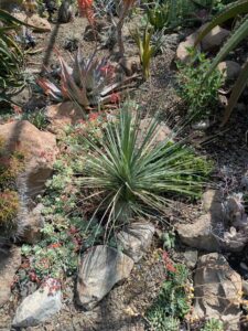 image from the Ruth Bancroft Garden in Walnut Creek - spring 2025