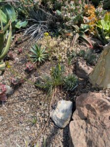 image from the Ruth Bancroft Garden in Walnut Creek - spring 2025