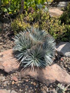 image from the Ruth Bancroft Garden in Walnut Creek - spring 2025