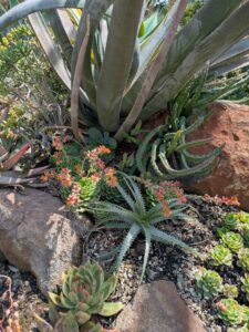 image from the Ruth Bancroft Garden in Walnut Creek - spring 2025