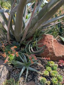 image from the Ruth Bancroft Garden in Walnut Creek - spring 2025