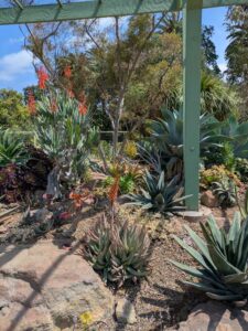 image from the Ruth Bancroft Garden in Walnut Creek - spring 2025