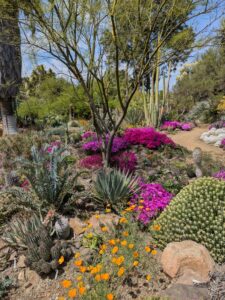 image from the Ruth Bancroft Garden in Walnut Creek - spring 2025
