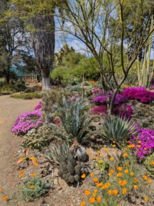 image from the Ruth Bancroft Garden in Walnut Creek - spring 2025