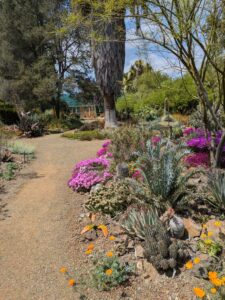 image from the Ruth Bancroft Garden in Walnut Creek - spring 2025