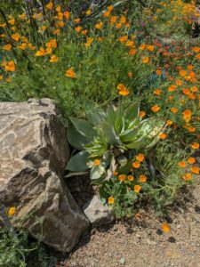 image from the Ruth Bancroft Garden in Walnut Creek - spring 2025