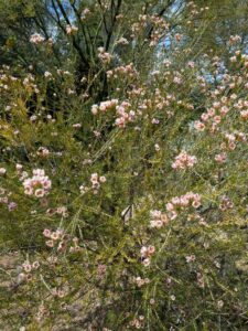 image from the Ruth Bancroft Garden in Walnut Creek - spring 2025