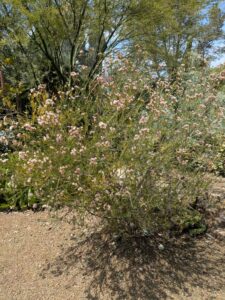 image from the Ruth Bancroft Garden in Walnut Creek - spring 2025