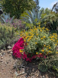 image from the Ruth Bancroft Garden in Walnut Creek - spring 2025