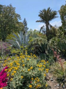 image from the Ruth Bancroft Garden in Walnut Creek - spring 2025
