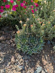 image from the Ruth Bancroft Garden in Walnut Creek - spring 2025