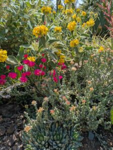 image from the Ruth Bancroft Garden in Walnut Creek - spring 2025