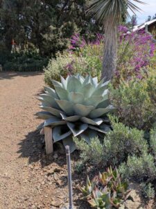 image from the Ruth Bancroft Garden in Walnut Creek - spring 2025