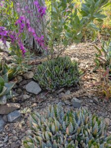 image from the Ruth Bancroft Garden in Walnut Creek - spring 2025