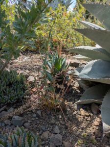 image from the Ruth Bancroft Garden in Walnut Creek - spring 2025
