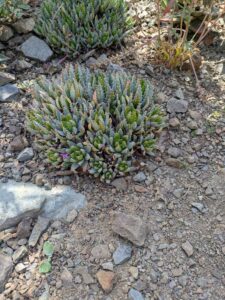 image from the Ruth Bancroft Garden in Walnut Creek - spring 2025
