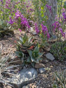 image from the Ruth Bancroft Garden in Walnut Creek - spring 2025