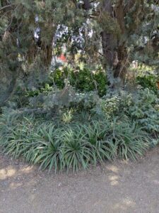 image from the Ruth Bancroft Garden in Walnut Creek - spring 2025