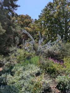 image from the Ruth Bancroft Garden in Walnut Creek - spring 2025