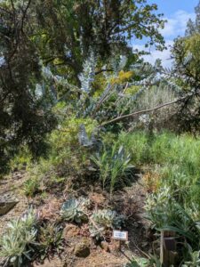 image from the Ruth Bancroft Garden in Walnut Creek - spring 2025
