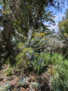 image from the Ruth Bancroft Garden in Walnut Creek - spring 2025