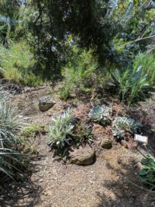 image from the Ruth Bancroft Garden in Walnut Creek - spring 2025