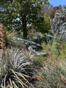 image from the Ruth Bancroft Garden in Walnut Creek - spring 2025