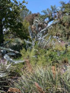 image from the Ruth Bancroft Garden in Walnut Creek - spring 2025